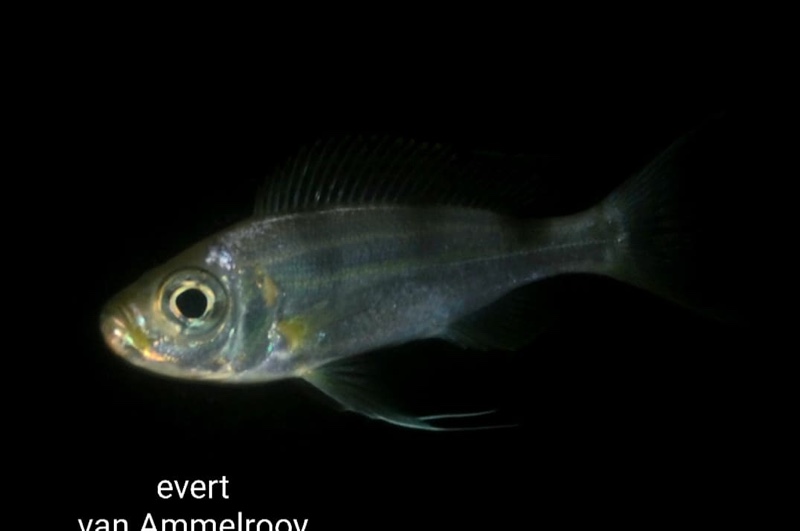 Haplotaxodon trifasciatus 'Kigoma'